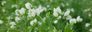 pea blossom cover crop