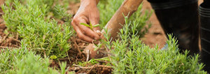 Grow Perennial Herbs Successfully this Year!