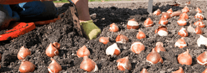 Fall Bulb Planting Guide: When, What, and How to Plant for Spring Blooms