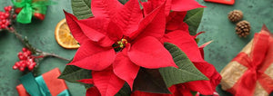 How To Make Your Poinsettia Rebloom Next Year