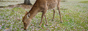 Preventing Deer and Rabbit Damage To Your Garden