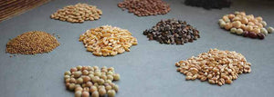 Get to Know Your Seeds: A Seed Type Guide