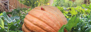 The Story of Our Giant Pumpkin