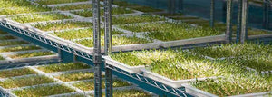 Sprouts and Wheatgrass Production - Summer Tips