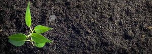 The Best Soil for Transplanting . . . and how to get it!