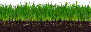 The History of Wheat Grass