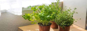 The Year-Round Herb Garden