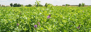 What Are Cover Crops?