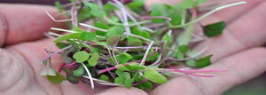 What are Microgreens? - How To Get Started Growing