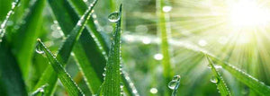 Wheatgrass for liquid sunshine | Wheat Grass & Chlorophyll