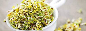 Why Alfalfa Sprouts Are Still Safe And Healthy by Steve Meyerowitz