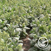 tobacco-seeds-aztec-rapa-nui