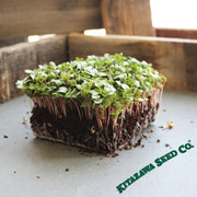Radish Sprouting China Rose conventional