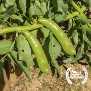 fava bean growing in the garden