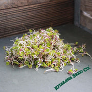 China Rose Radish - Organic - Sprouting Seeds