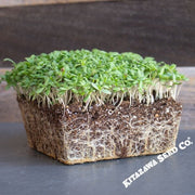 Shungiku (3 Color Daisy) Seeds- Microgreens