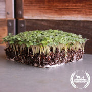 Mustard, White Ice - Organic - Microgreens Seeds
