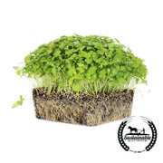 Cilantro Seeds - Leisure Splits (Organic) - Microgreens Seeds