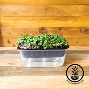 Premium Durable Self-Watering Microgreens Growing Trays wood