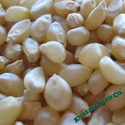 Japanese hulless popcorn seeds