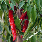 Pepper Seeds - Hot - Thai Super Chili F1