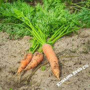 Carrot Seeds - Shin Kuroda 5"