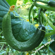 Cucumber Seeds - Chinese Snake Curved