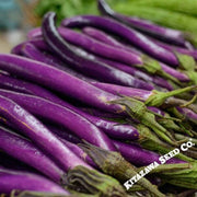 eggplant-long-ping-tung