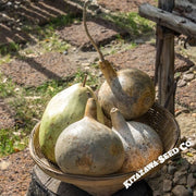 Gourd Seeds - Corsican
