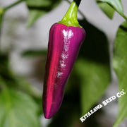 Pepper Seeds - Hot - Purple Tiger