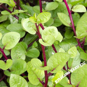 Spinach Seeds - Red Malabar Spinach