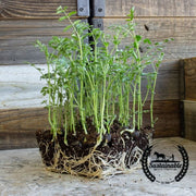 Bean Seeds - Black Garbanzo - Organic - Microgreens