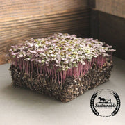 Basil Seeds - Red Rubin (Organic) - Microgreens Seeds
