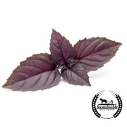Basil Seeds - Red Rubin (Organic)