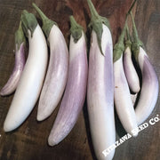 Eggplant Bride