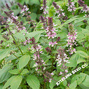 basil-seeds-persian-aas