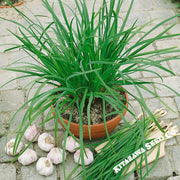 Geisha Garlic Chives