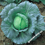 Cabbage TW Cross Hybrid