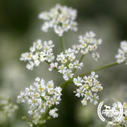 Organic Caraway Seeds 