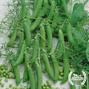 Pea Seeds - Taiwan Sugar - Organic