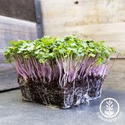 purple plum radish microgreens with overstock sale banner