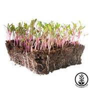 white albino beet microgreens with overstock sale banner