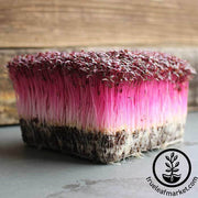 Amaranth - Red Garnet - Microgreens Seeds