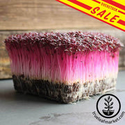 Amaranth - Red Garnet - Microgreens Seeds Overstock