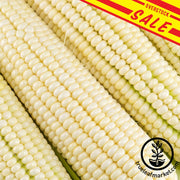 Corn Seeds - Sweet - Silver King Hybrid Overstock