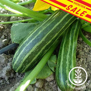 Zucchini Seeds - Cocozelle - Organic