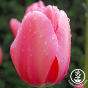 Pink Impression Darwin Hybrid Tulip