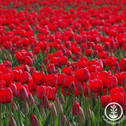 Red Impression Darwin Hybrid Tulip