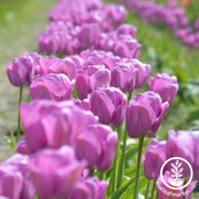 Purple Pride Darwin Hybrid Tulip