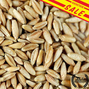 Triticale Seeds with overstock banner